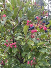 Viburnum cassinoides