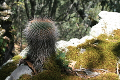 Mammillaria gigantea