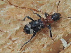 Thanasimus formicarius