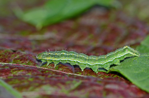 The Bordered Straw