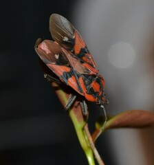 Spilostethus pandurus