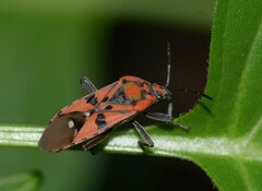 Spilostethus pandurus