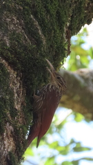 Lepidocolaptes souleyetii