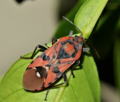 Spilostethus pandurus