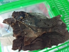 Hyalessa maculaticollis