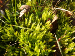 Brachythecium albicans