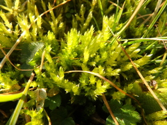 Brachythecium albicans