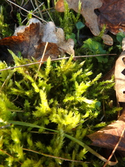 Brachythecium albicans