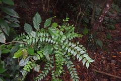 Zanthoxylum scandens