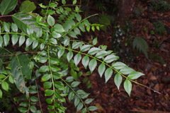 Zanthoxylum scandens