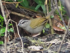 Arremonops chloronotus