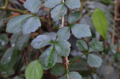 Eleutherococcus trifoliatus setosus