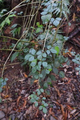 Eleutherococcus trifoliatus setosus