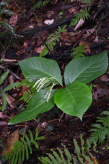 Chloranthus oldhamii
