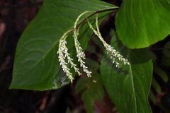 Chloranthus oldhamii