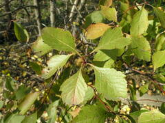 Crataegus rivularis