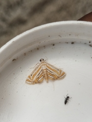 Parapoynx villidalis