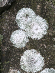 Lecanoraceae