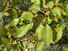 Crataegus rivularis