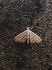 Parapoynx villidalis