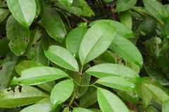 Turpinia ternata