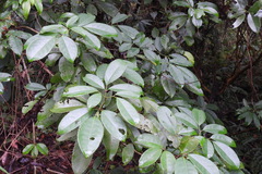 Turpinia ternata