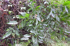 Celtis tetrandra