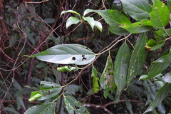 Celtis tetrandra