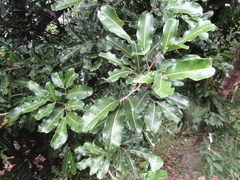 Neoarytera chartacea