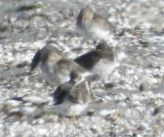 Calidris alpina