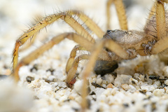 Aptostichus sinnombre