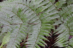 Ctenitis subglandulosa