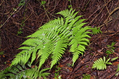 Ctenitis subglandulosa