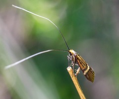 Nemophora