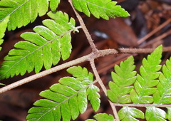 Ctenitis subglandulosa