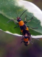 Belotus bicolor