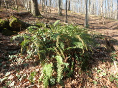 Polypodium interjectum
