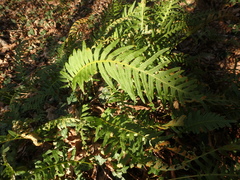 Polypodium interjectum