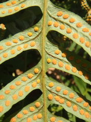 Polypodium interjectum