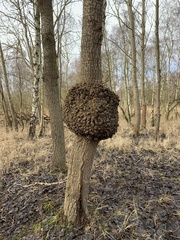 Agrobacterium radiobacter