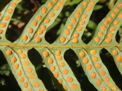 Polypodium interjectum