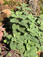 Teucrium scorodonia