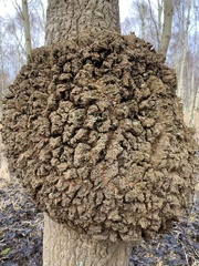 Agrobacterium radiobacter