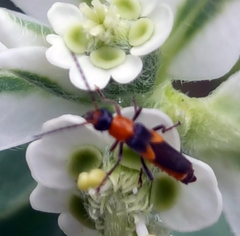 Belotus bicolor