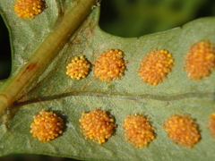 Polypodium interjectum