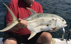 Caranx caninus