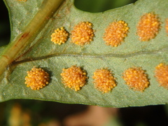 Polypodium interjectum