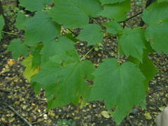 Acer spicatum