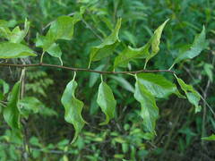 Prunus
