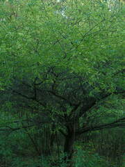 Prunus